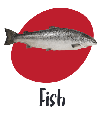 تصویر ماهی قزل‌الا برای استفاده در دسته‌بندی بخش ماهی