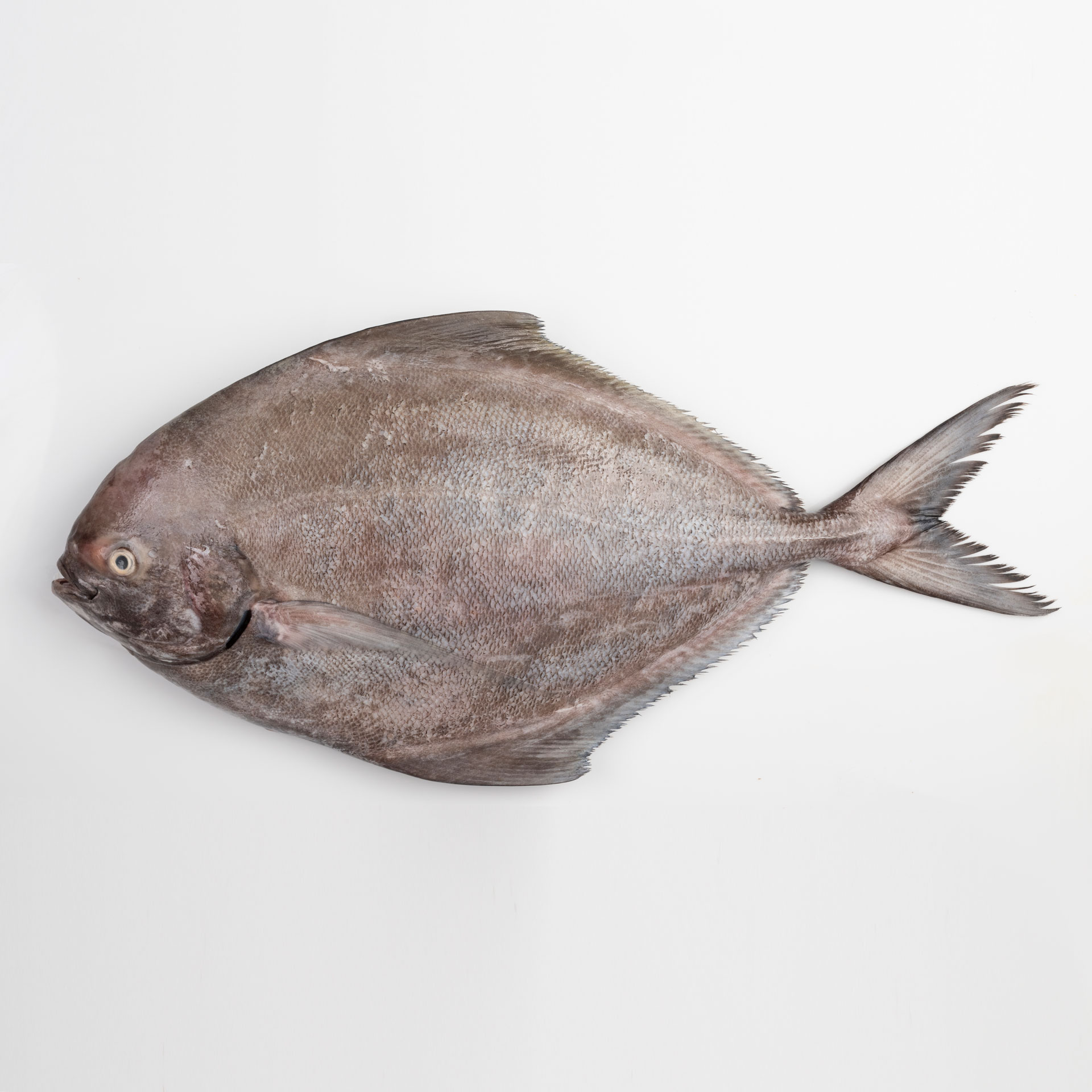 s ماهی حلوا سیاه - تصویر 1