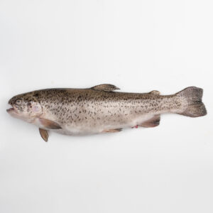 ماهی قزل آلا