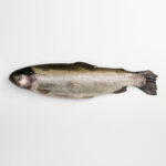 ماهی سالمون