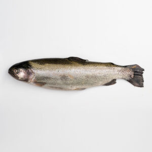 ماهی سالمون